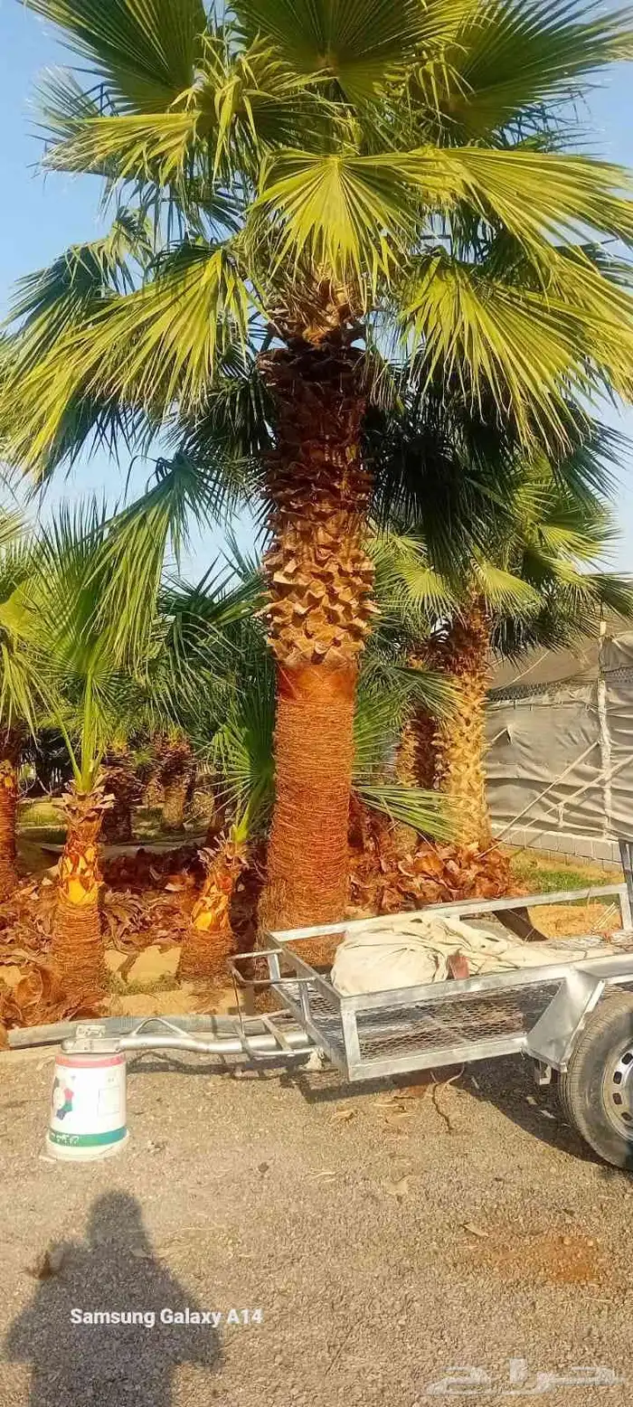 يوجد لدينا نخل عربي واشنطن جميع انواع النخل والمقاسات 0