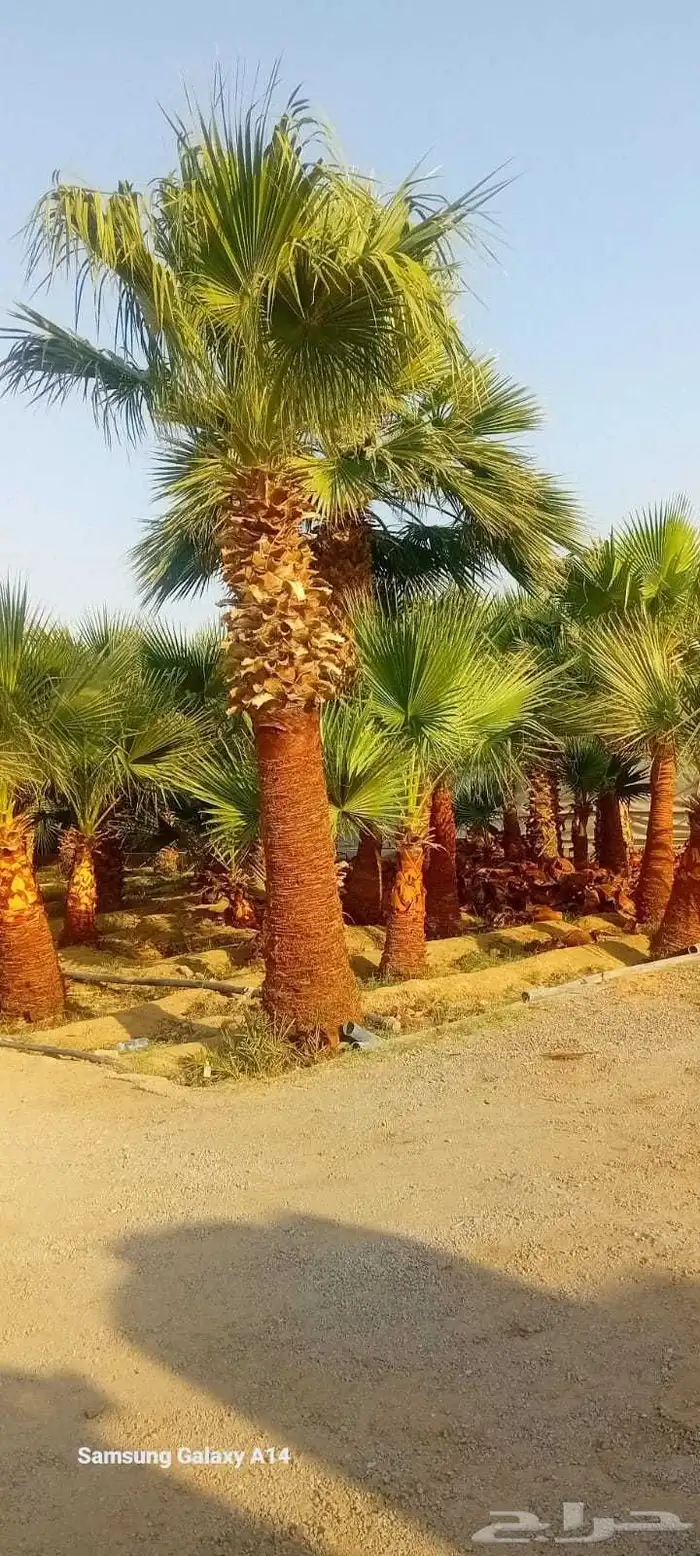 يوجد لدينا نخل عربي واشنطن جميع انواع النخل والمقاسات 1