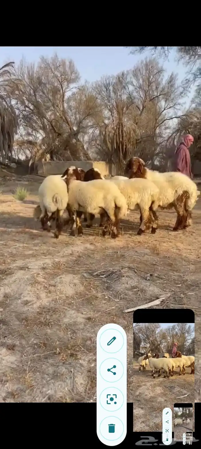 جذعات نعيم صنف خصم ب2500 مع الفحل 24