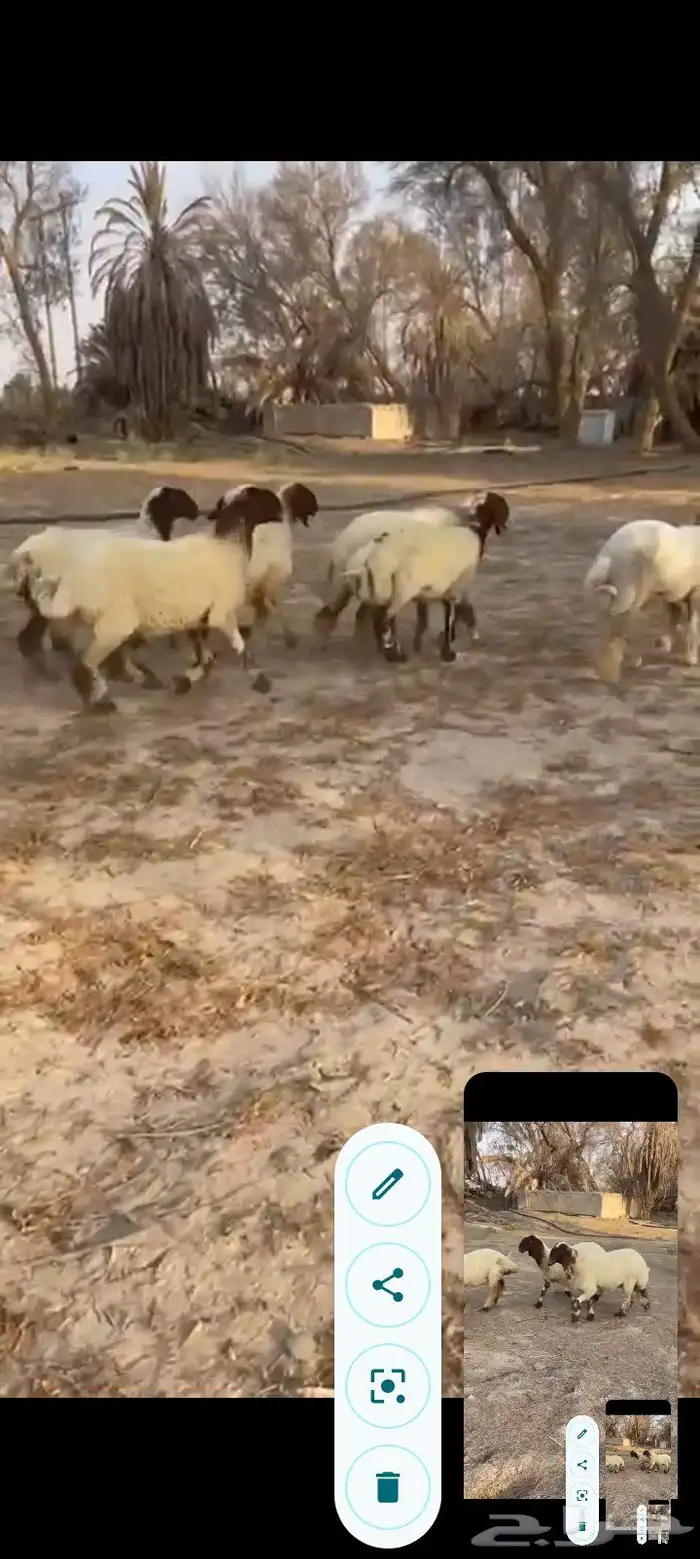 جذعات نعيم صنف خصم ب2500 مع الفحل 2