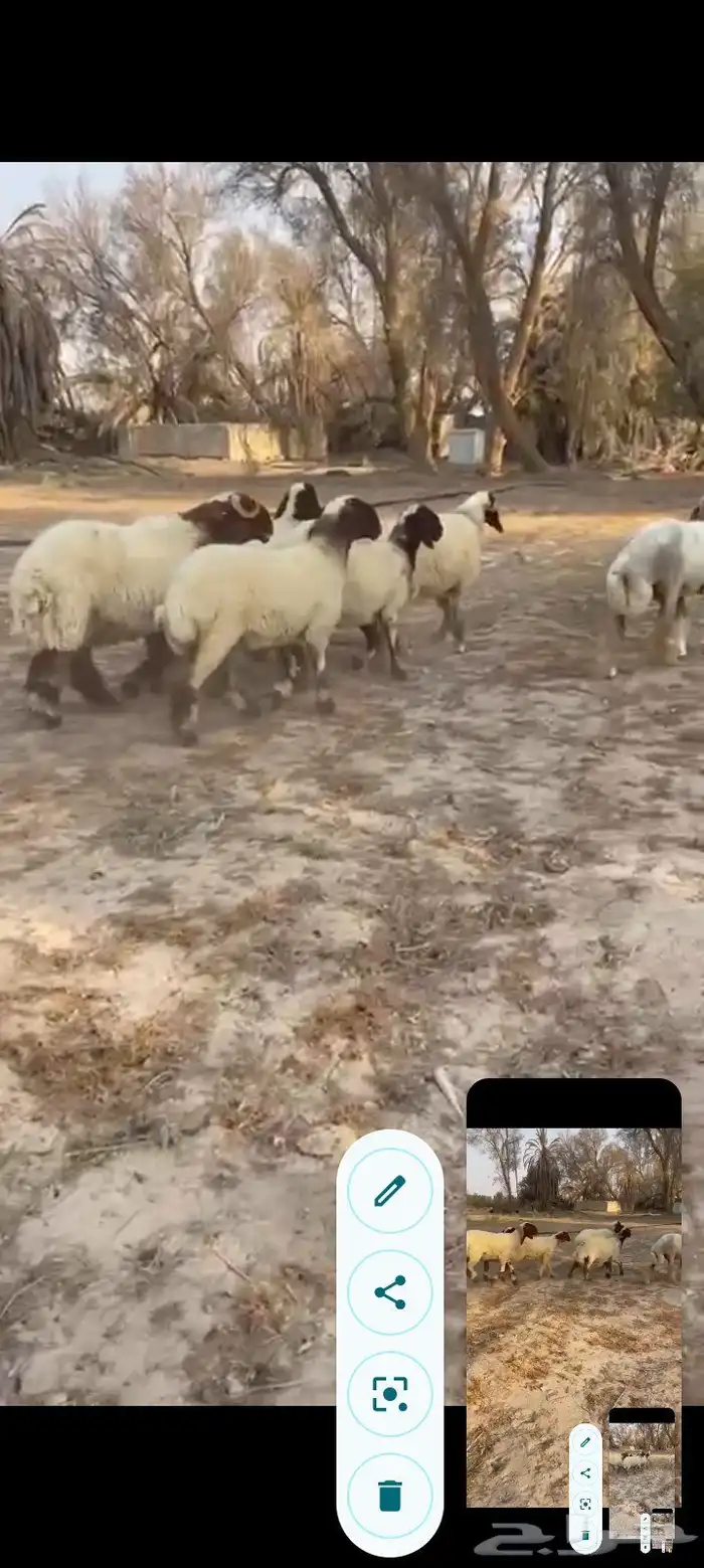 جذعات نعيم صنف خصم ب2500 مع الفحل 6