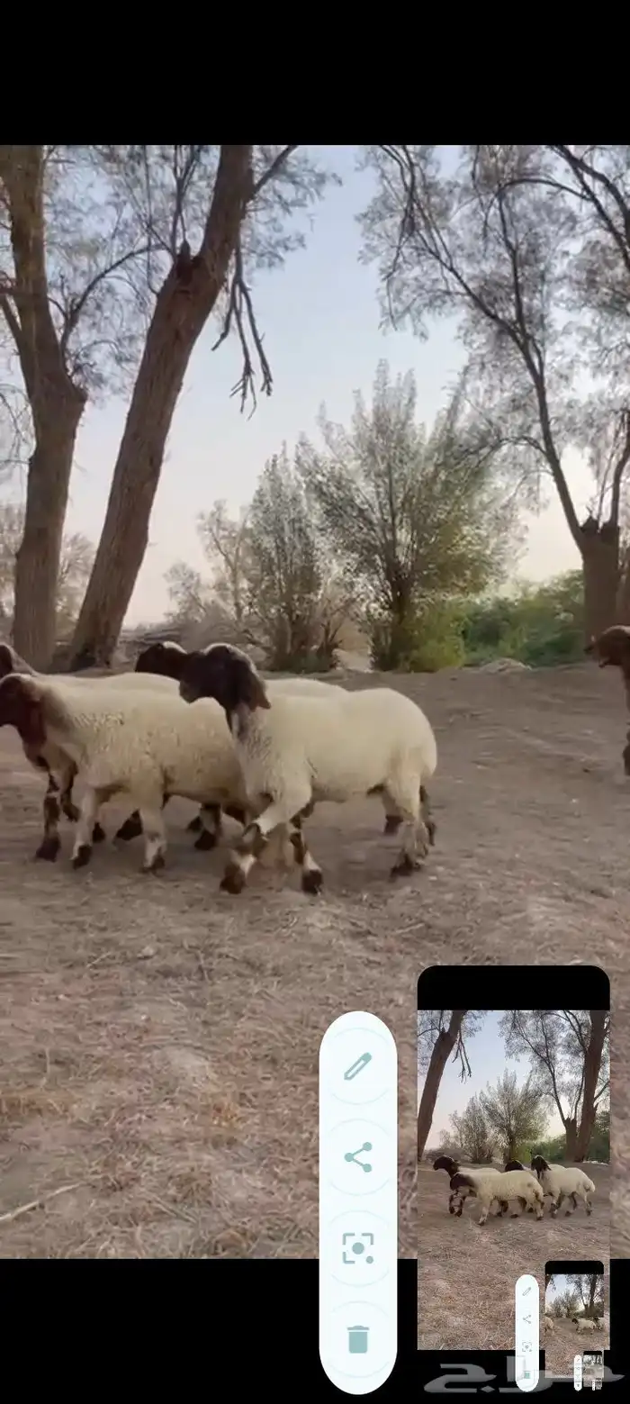 جذعات نعيم صنف خصم ب2500 مع الفحل 36