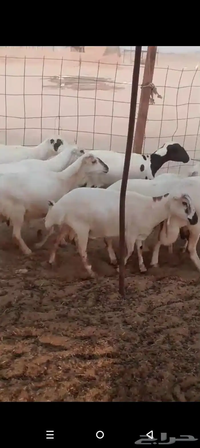 غنم رفيدية دفيع 9