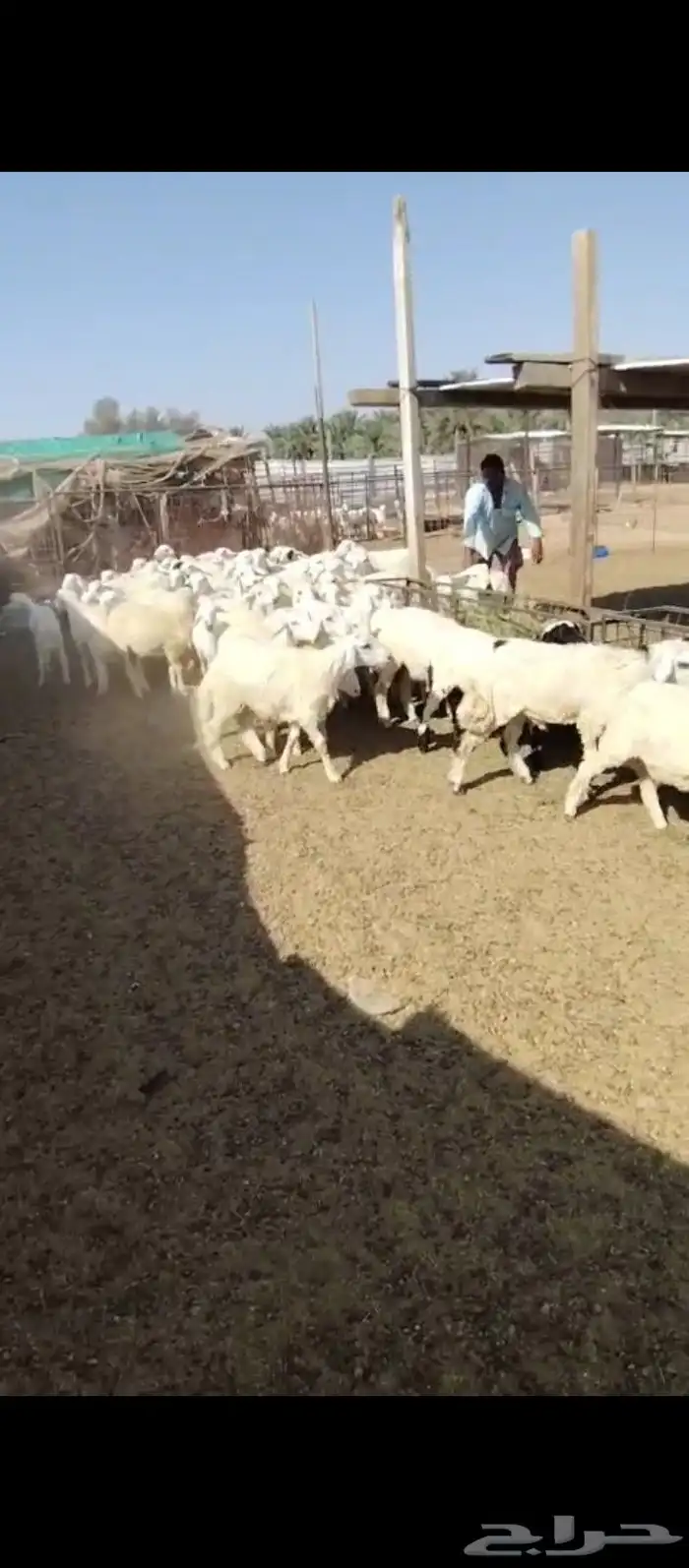بهم للبيع 0
