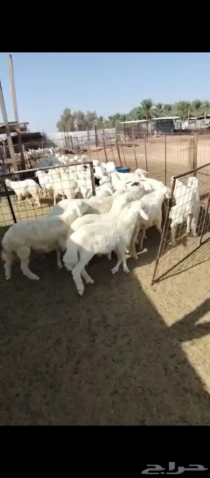 بهم للبيع 1