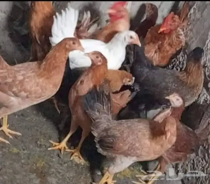 فراخ بلدي علي وش بيض...واخد تحصيناته كامله 0