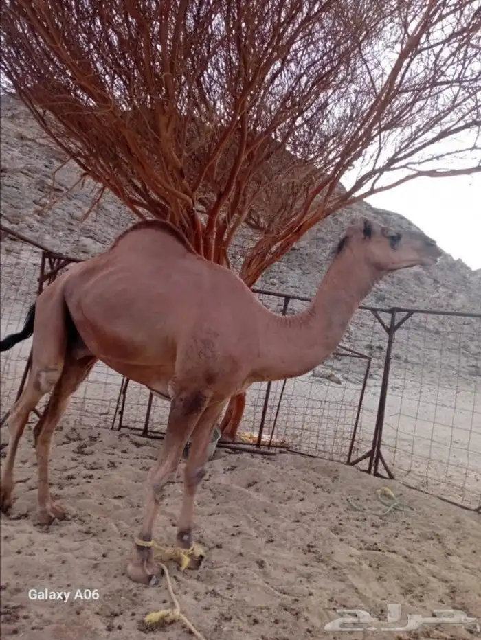 جمل احمر للبيع 0