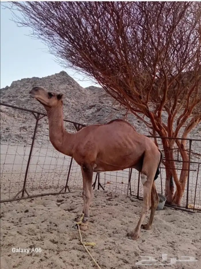 جمل احمر للبيع 3