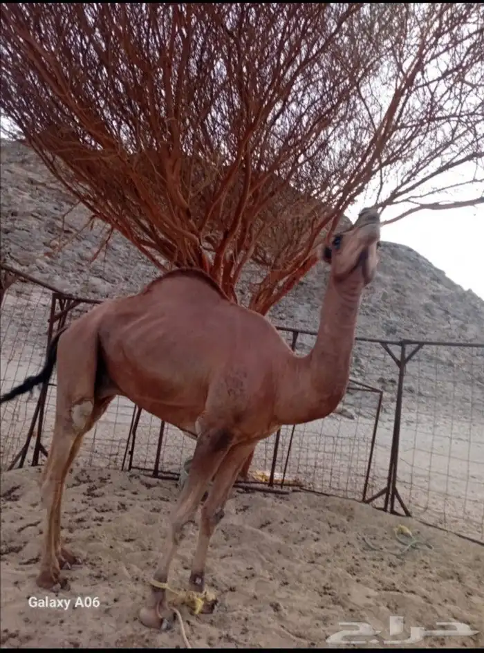 جمل احمر للبيع 1