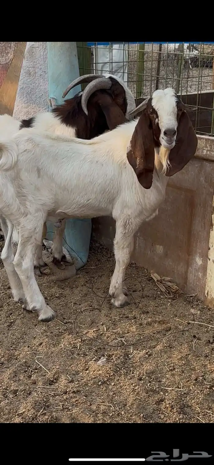 فحول بورقت مشروطه وتيس بيشي اكحل مشروط 4