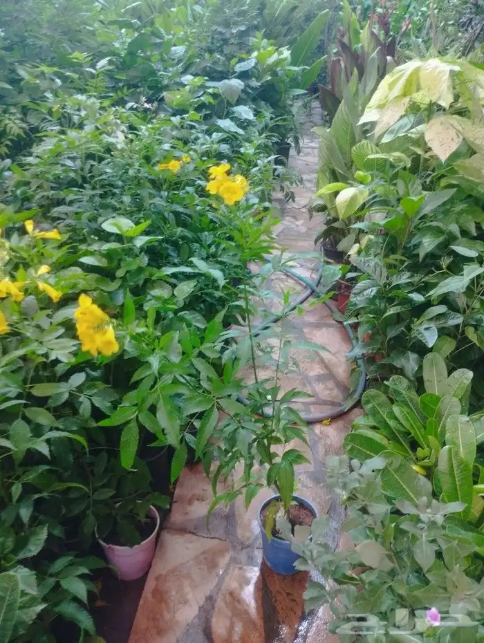 تنسيق حدائق زراعية الرياض حي الملقا والاحياء المجاوره 9