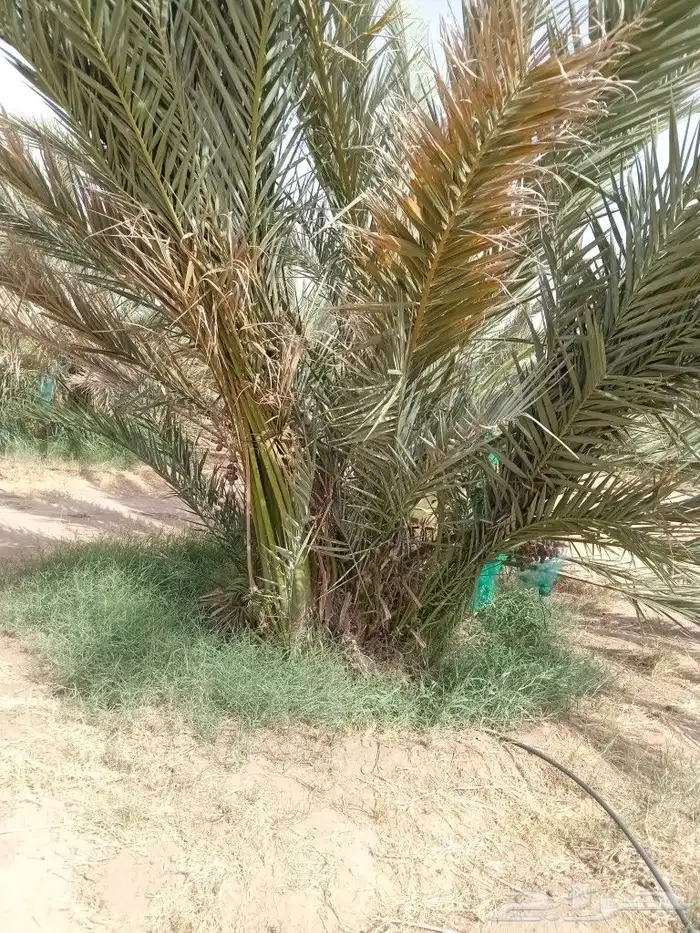 نخل للبيع 1