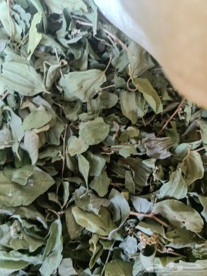 حناء وسدر عضوي من مزارع ينبع النخل 8