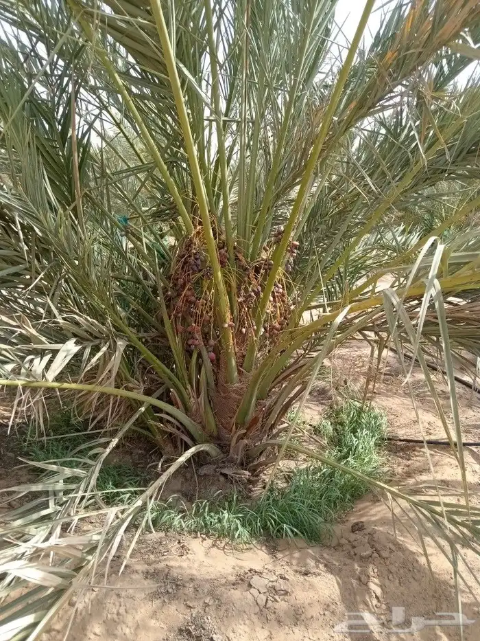 نخل للبيع 2