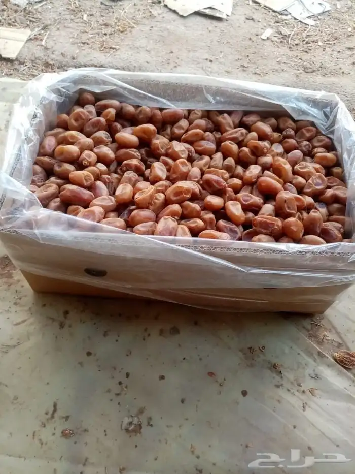 تمور إخلاص اشقر للبيع 4