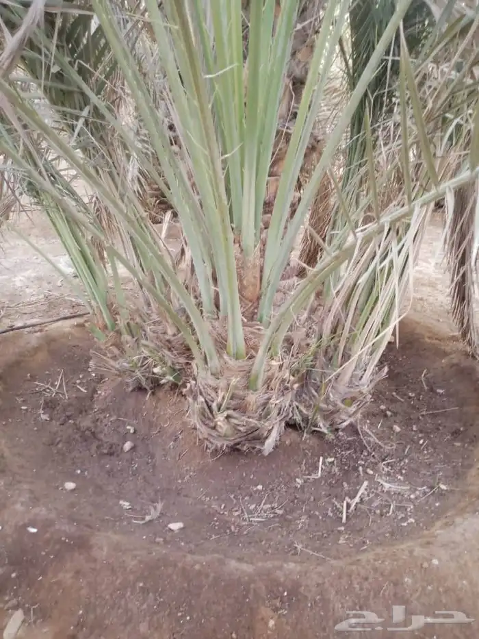نخل نوايع نوادر قديمه 1