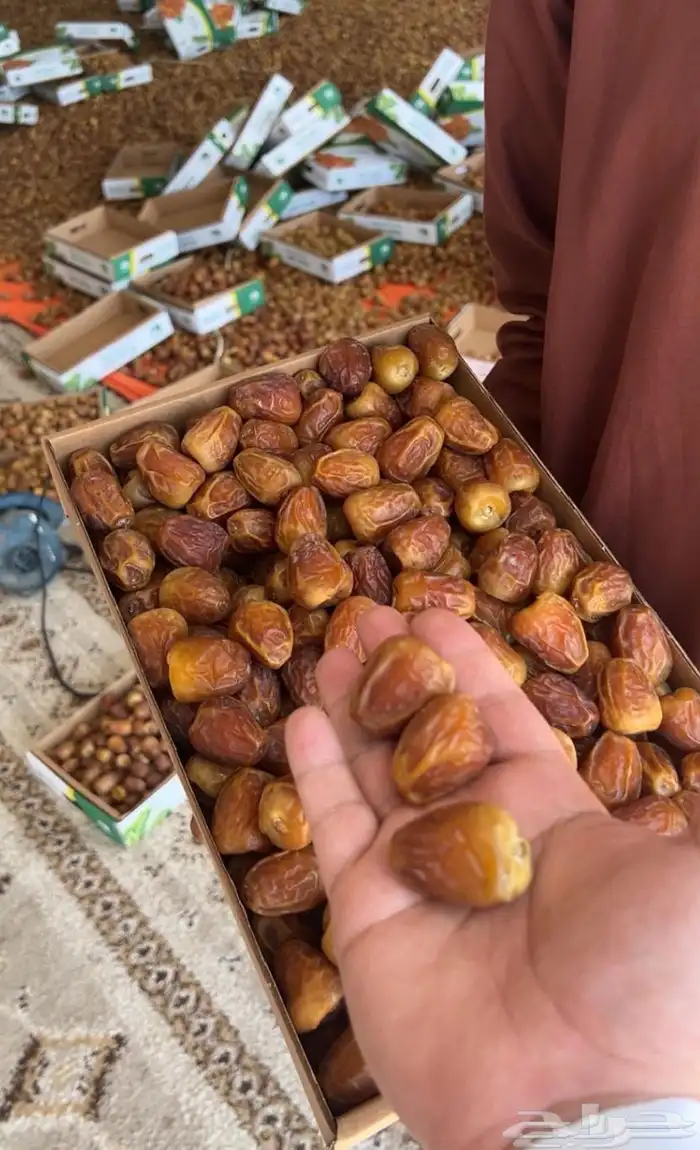 تمر تمور القصيم 1