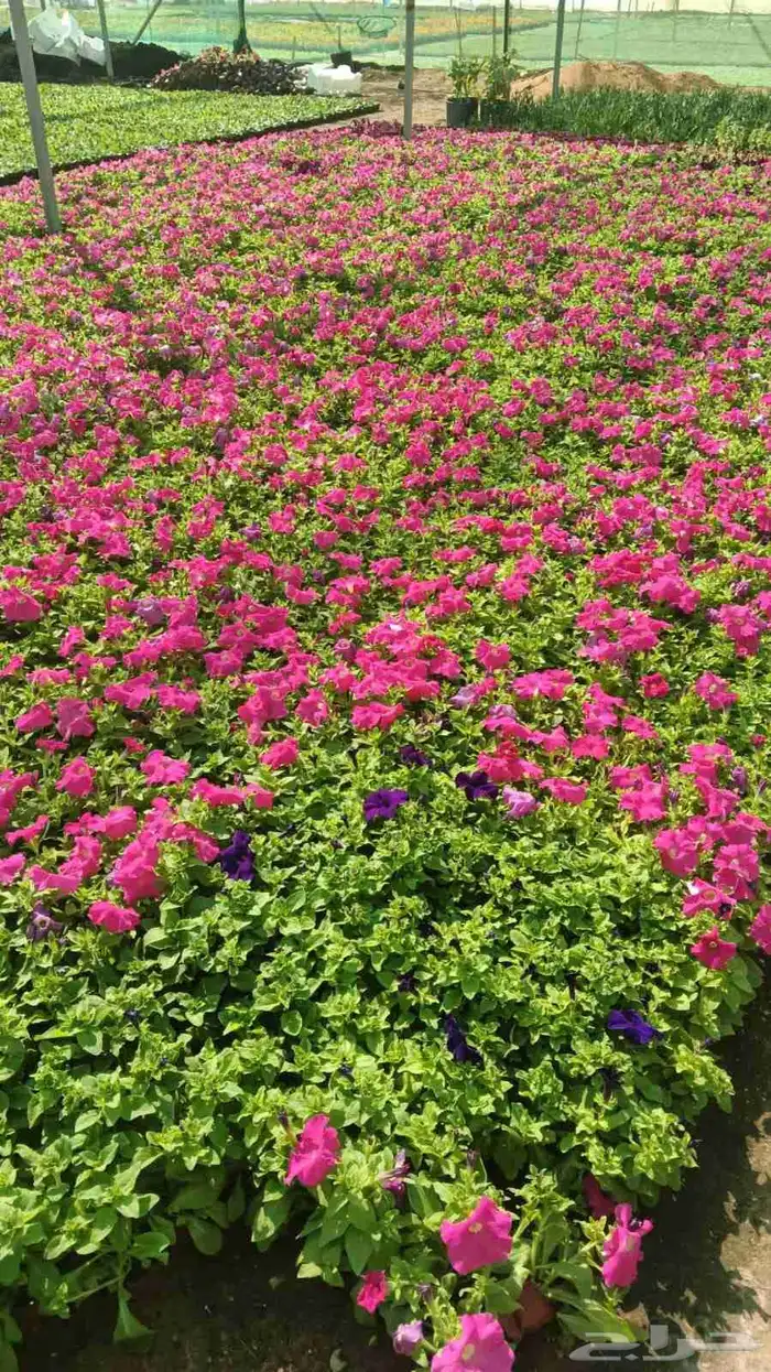 مشاتل وزراعة الرياض 7