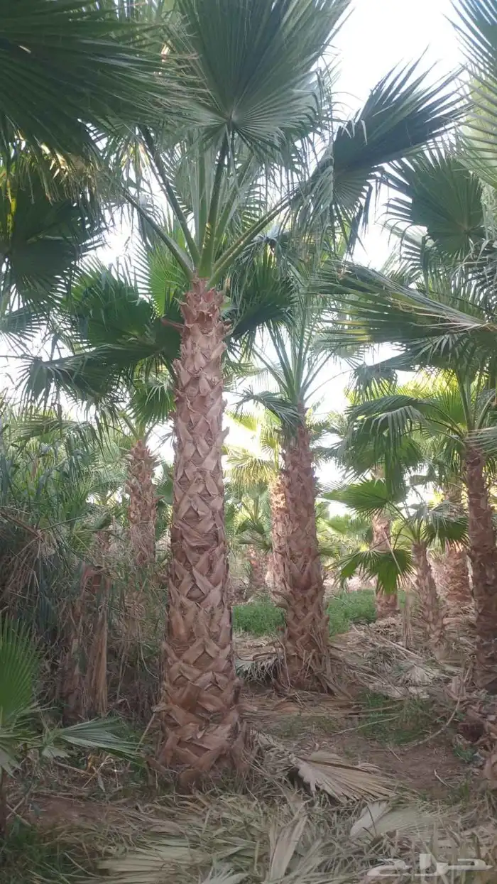 نخيل عربي واشنطني توصيل وزراعه 2