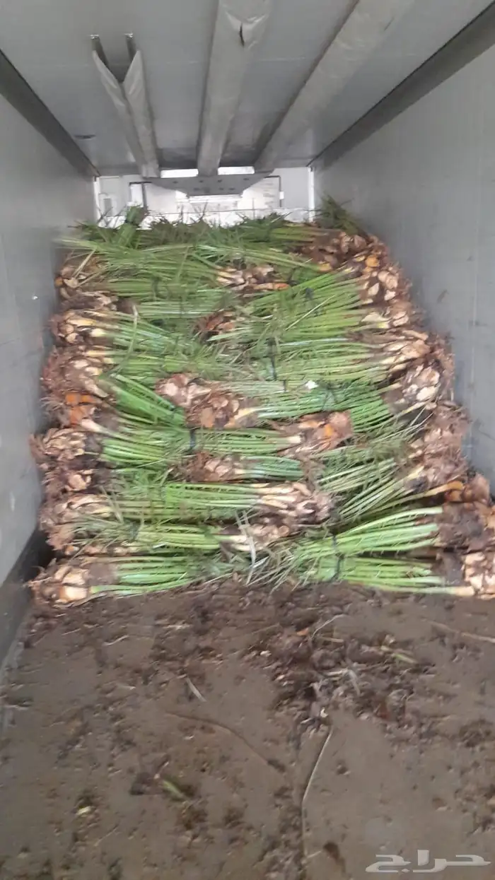 فروخ نخيل خلاص صقعي مجدول خضري 3