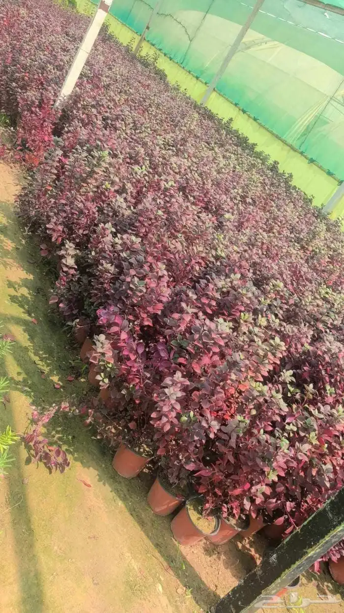 مشتل زراعي 2