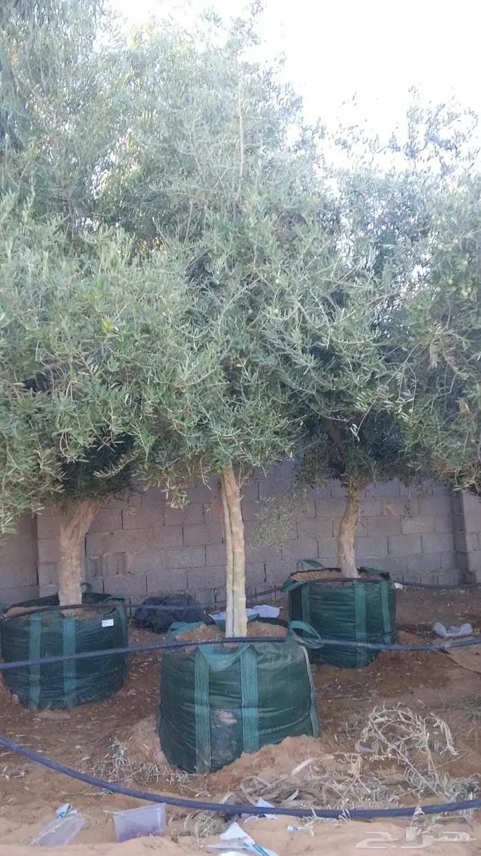 يوجد لديناء جميع انواع أشجار زيتون ونخل عربي ونخل زينه 2