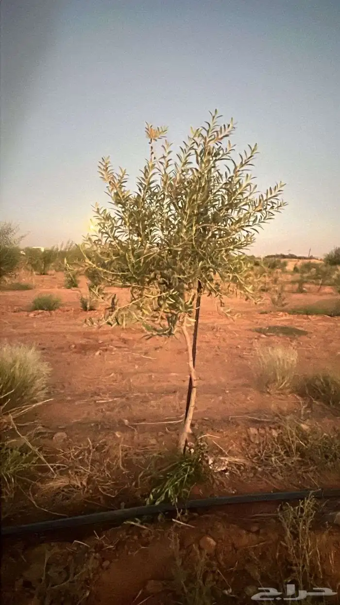 زيتون اربوكينا عمر 6 سنوات الجوف 3