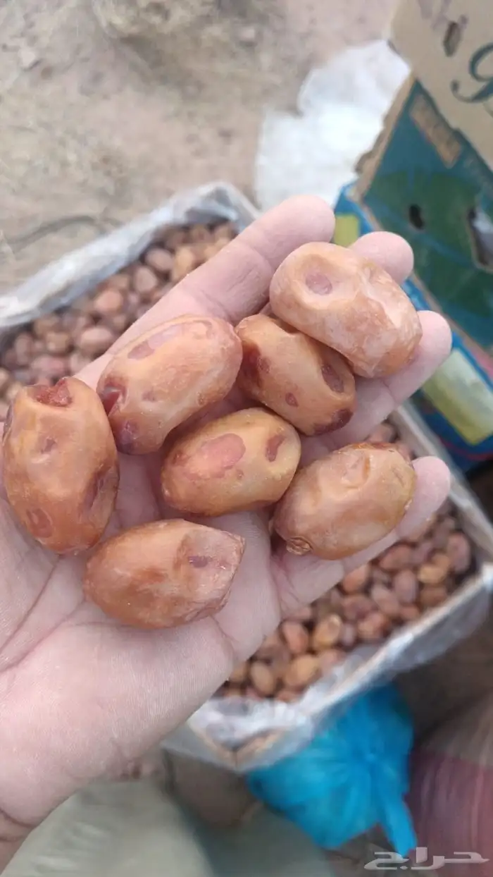 تمور إخلاص اشقر للبيع 2