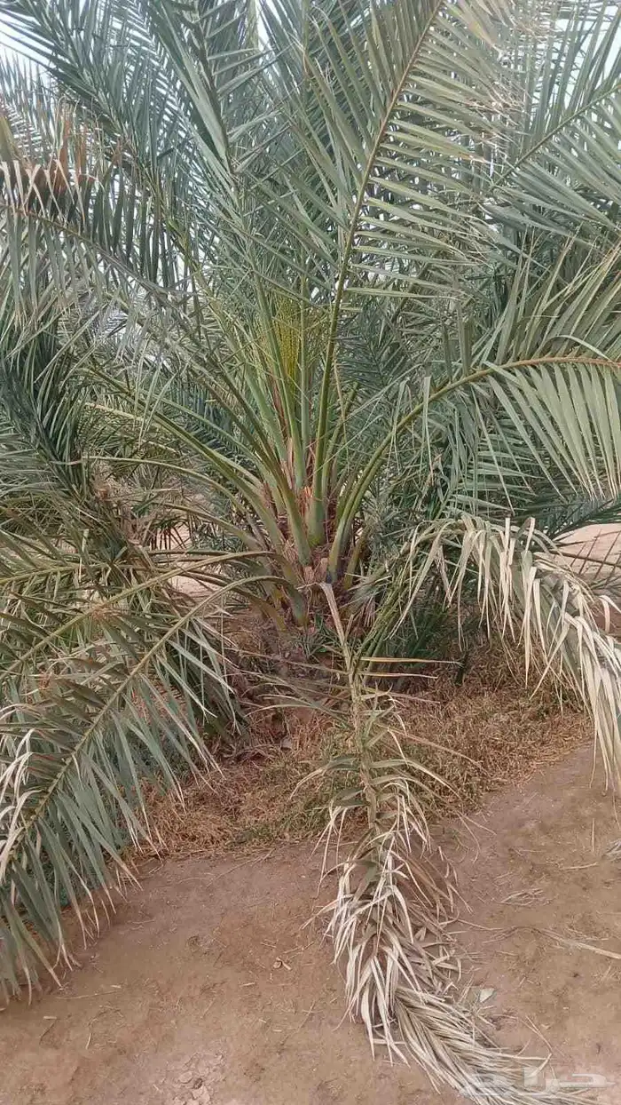 صقعي مجدول عجوه صفواي للبيع 0