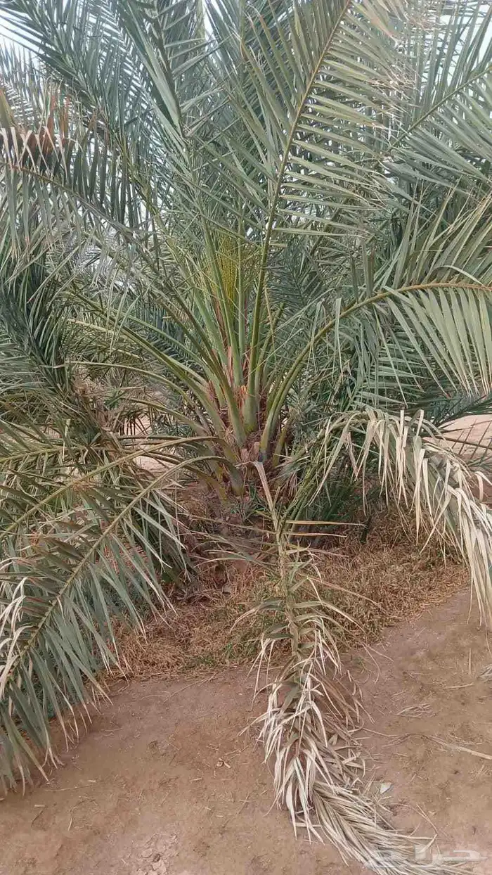 نخل مثمر مجدول صقعي عجوه برني صفواي عجوه 2