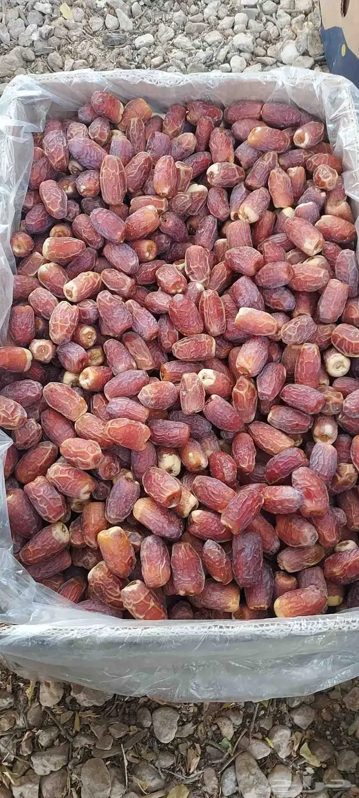 يوجد صقعي مبروم 12كرتون موز 0