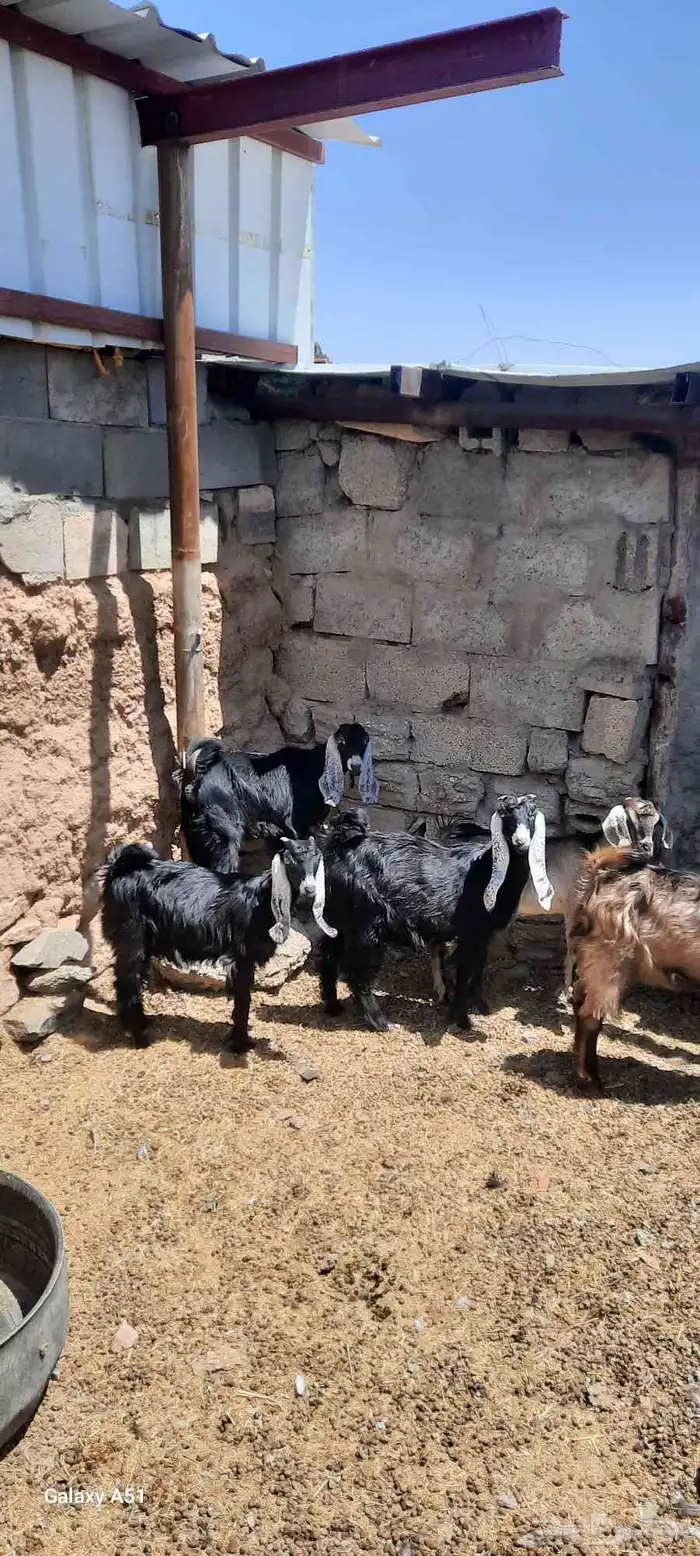 جفار العدد10 2