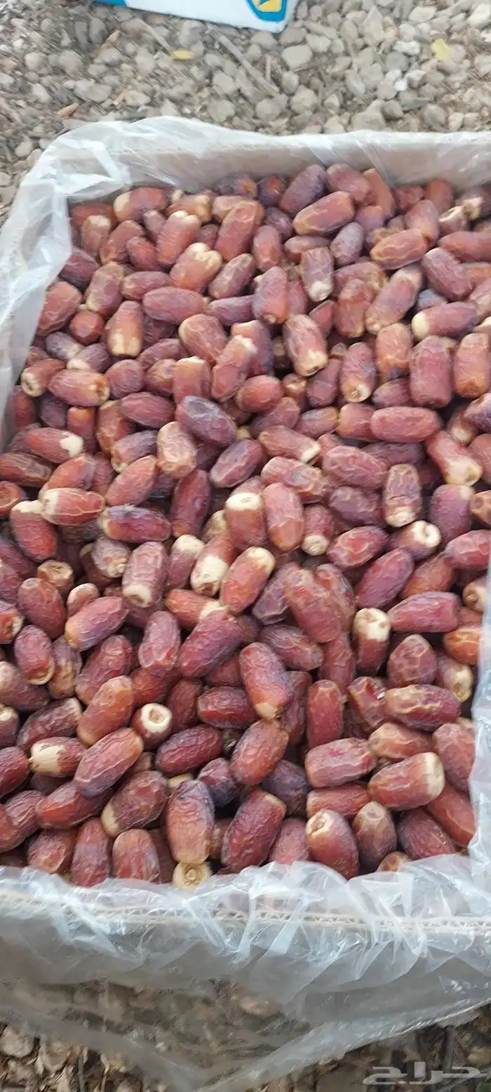 يوجد صقعي مبروم 12كرتون موز 2