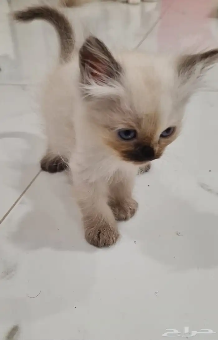 قطط للبيع 6