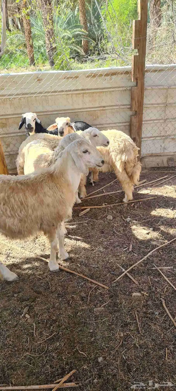 طليان حرية 2