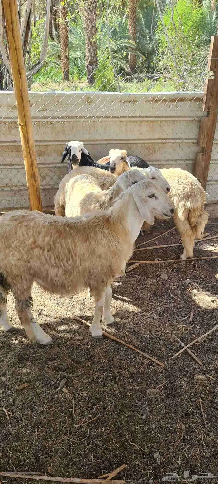 طليان حرية 3