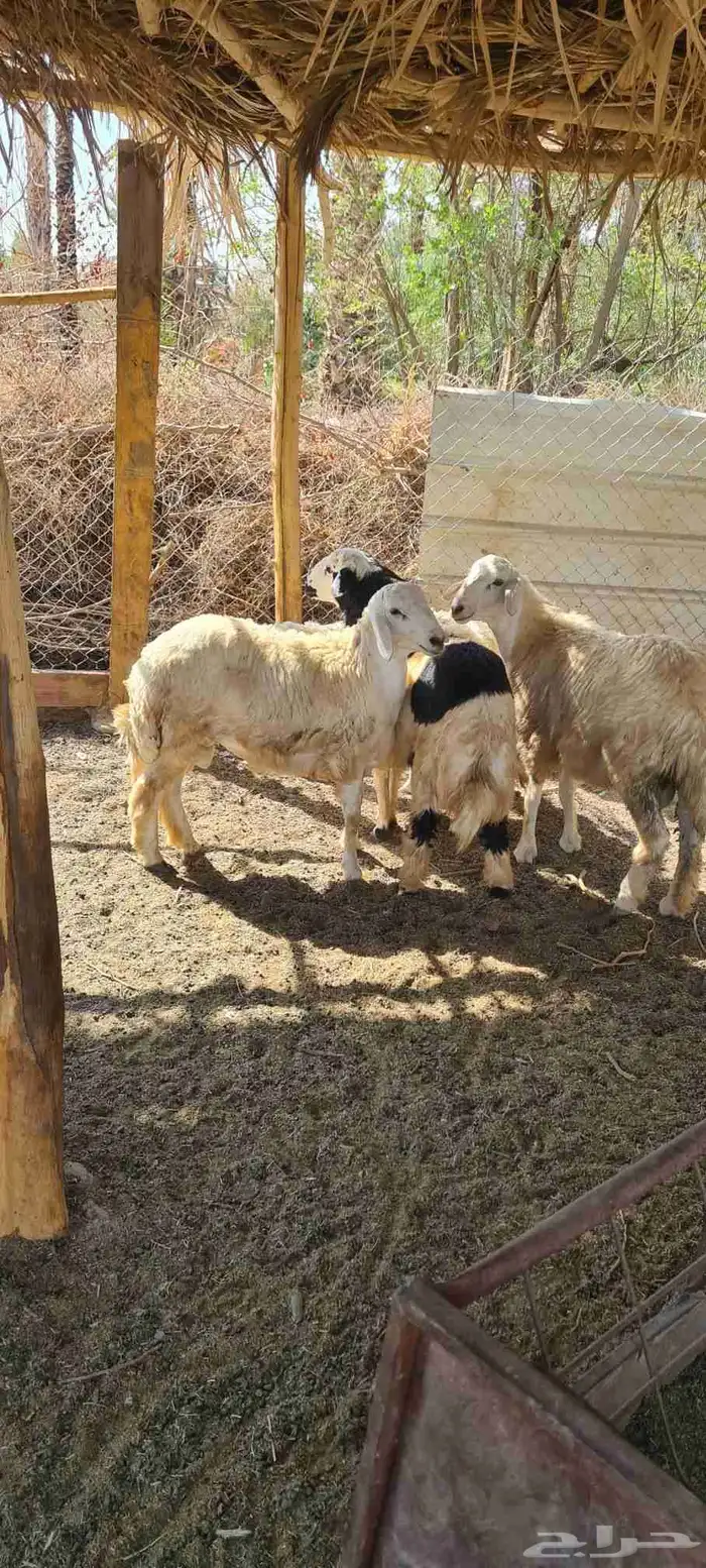 طليان حرية 5