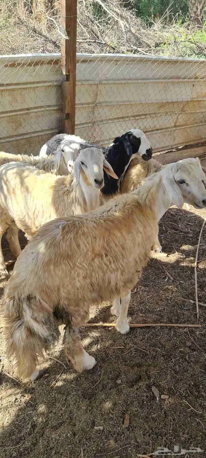 طليان حرية 1