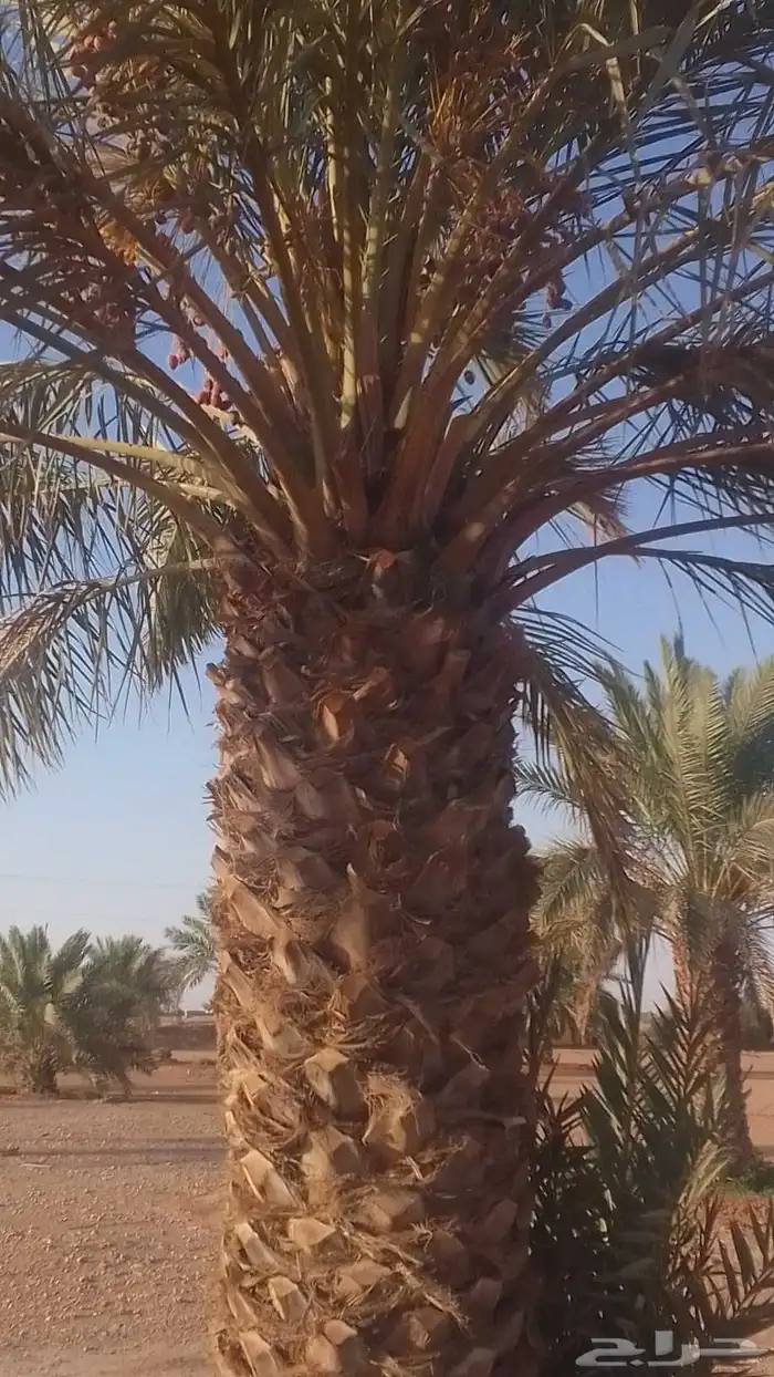 للبيع نقايل خضري وبرحي وخلاص 6