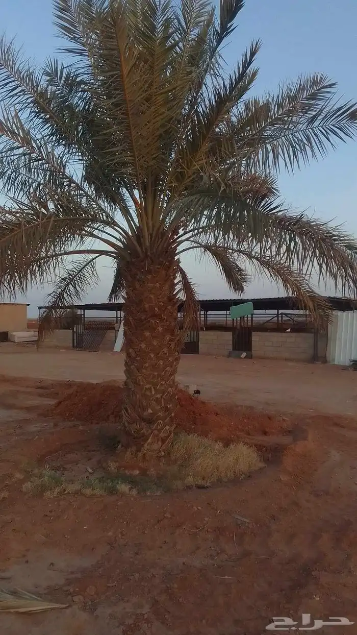 للبيع نقايل خضري وبرحي وخلاص 0
