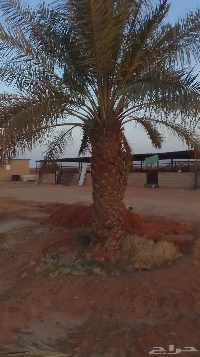 للبيع نقايل خضري وبرحي وخلاص 3