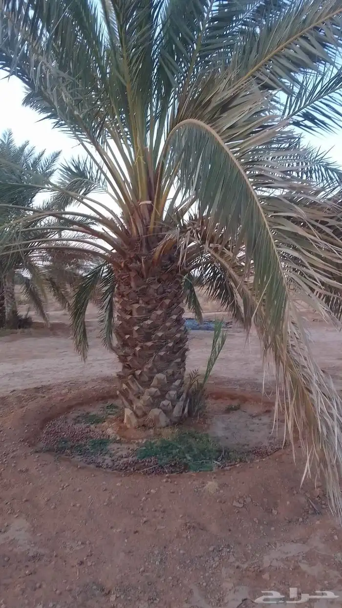 للبيع نقايل خضري وبرحي وخلاص 9