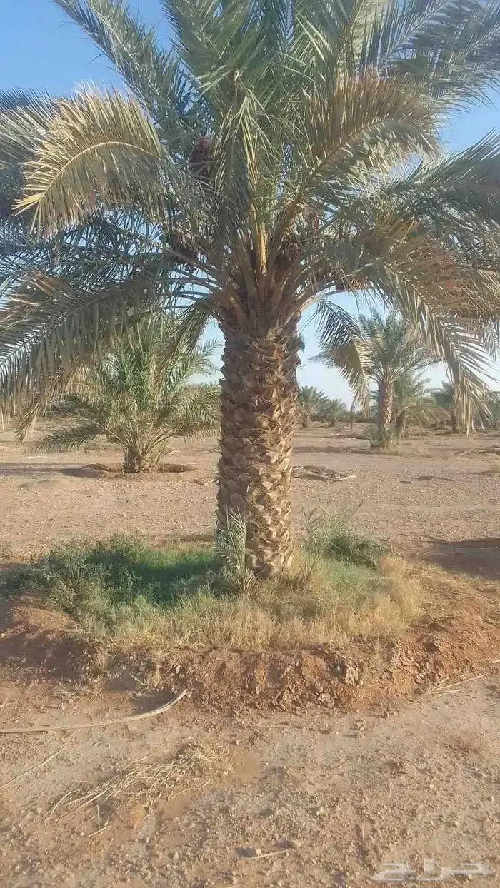للبيع نقايل خضري وبرحي وخلاص 4