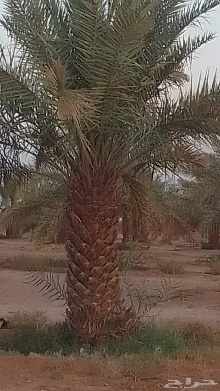 للبيع نقايل خضري وبرحي وخلاص 8