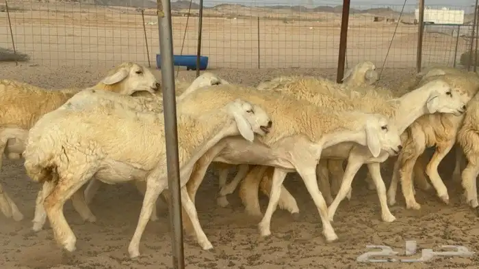 رخال حريات صنف الصنف جدعات كفو عددها 20 بالفحل 6