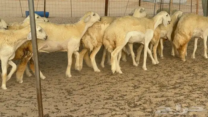 رخال حريات صنف الصنف جدعات كفو عددها 20 بالفحل 1