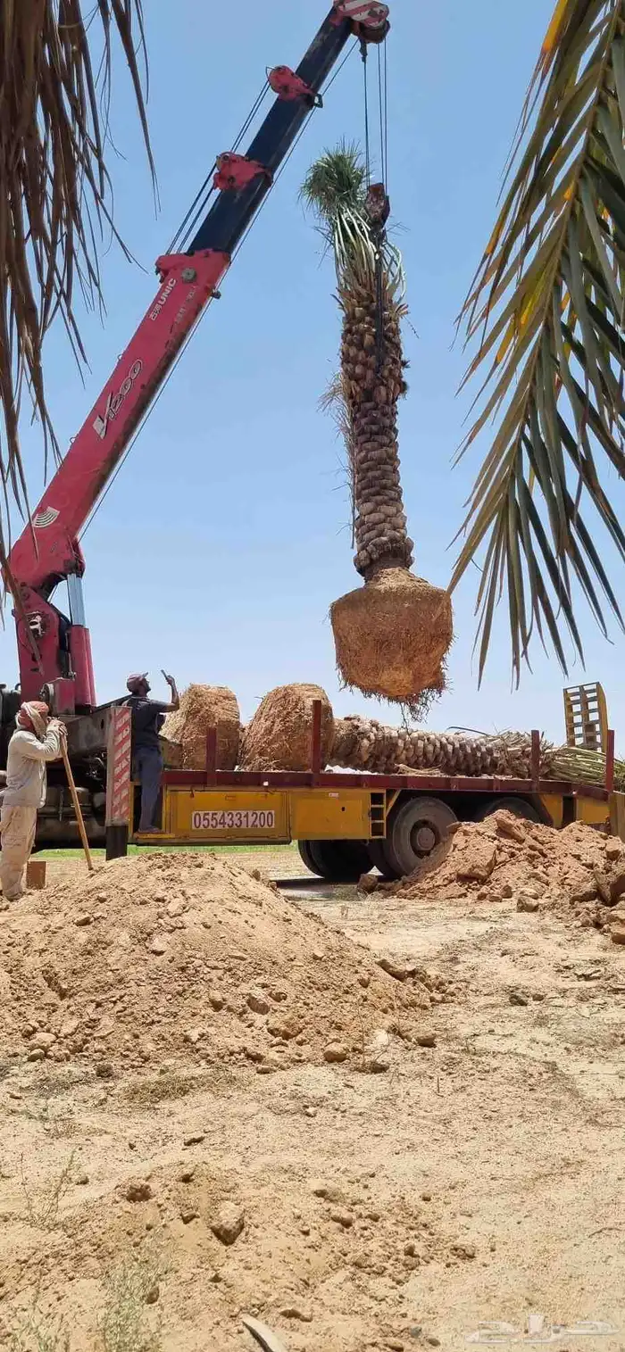 تنظيف  تكريب  توريد النخل  الامريكي والعربي والواشنطن وتظيف 4