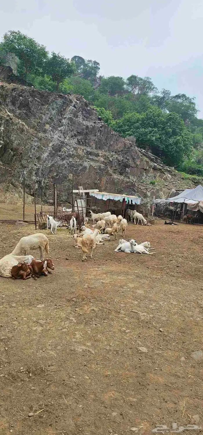 غنم تربية من النوع البلدي 100 عددها 100رأس فيها معزات حوا 0