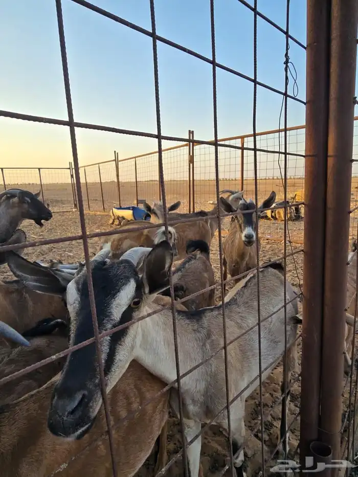 معزا عارضيات مهجنات مع وعول 2