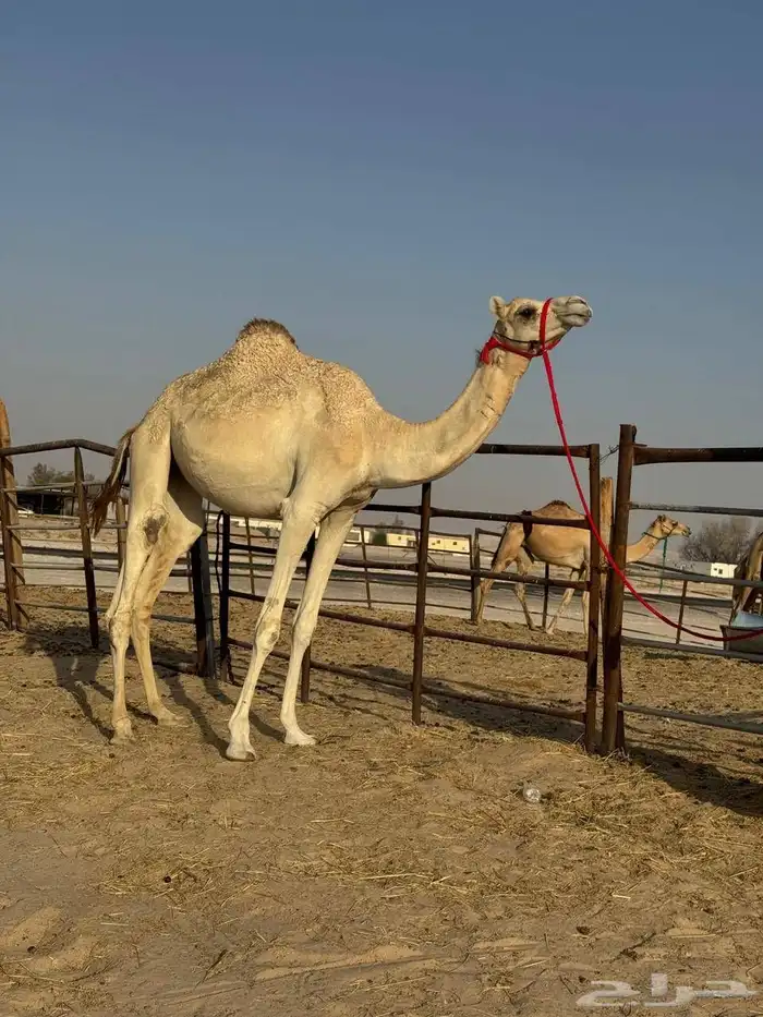 لقيه بنت ولد سياف الامير وامها سودانيه طوع وسلم العداريب شر 0